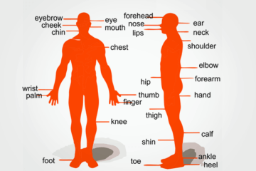 Ingles Foco - Dicas gratis - Parts of the body