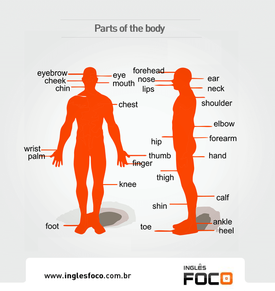 Ingles Foco - Dicas gratis - Parts of the body